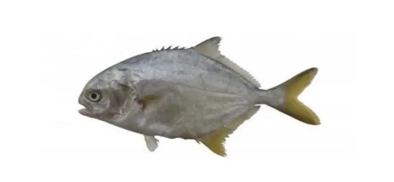 Silver pompano