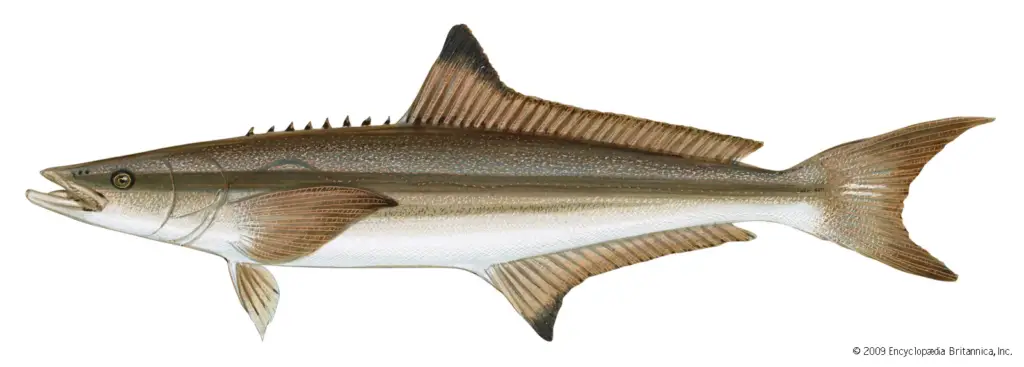 Cobia