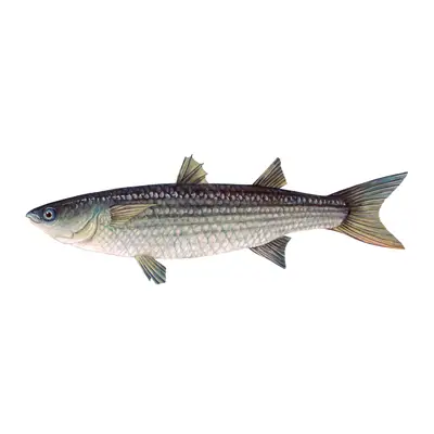 Grey Mullet