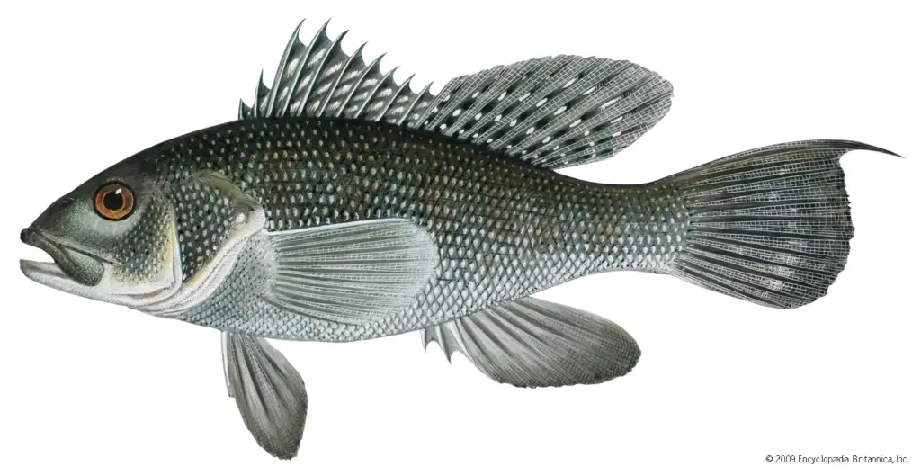 Seabass