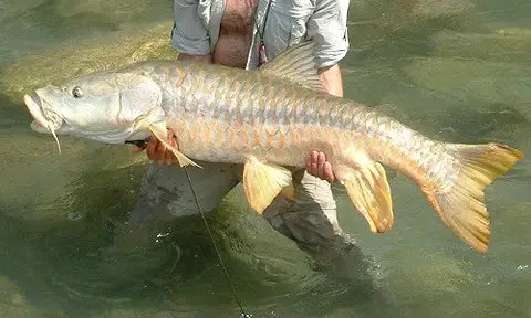 Golden Mahseer