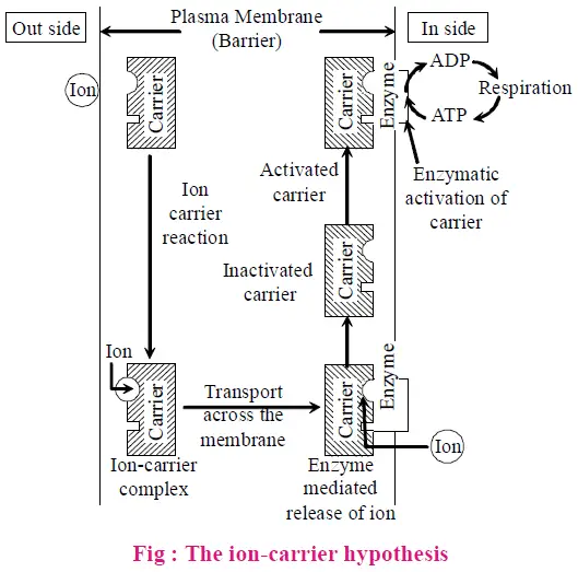 Active Ion Absorption