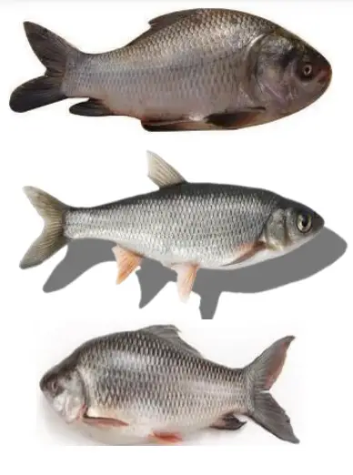 Indian Major Carp