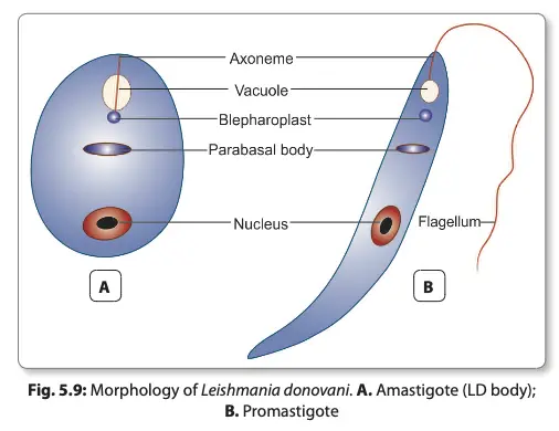 Morphology of Leishmania donovani