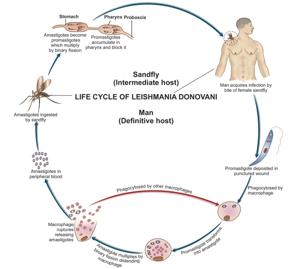 Life cycle of Leishmania donovani