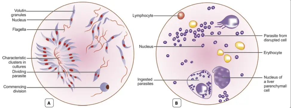  Leishmania donovani. A. Culture form (Giemsa stain, magn. X 1100); B. Liver smear (Giemsa stain, magn. X 1100)