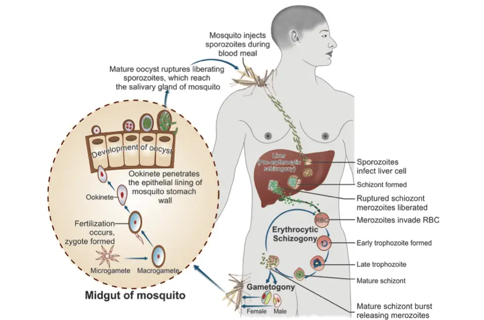 Life Cycle of Malaria parasite