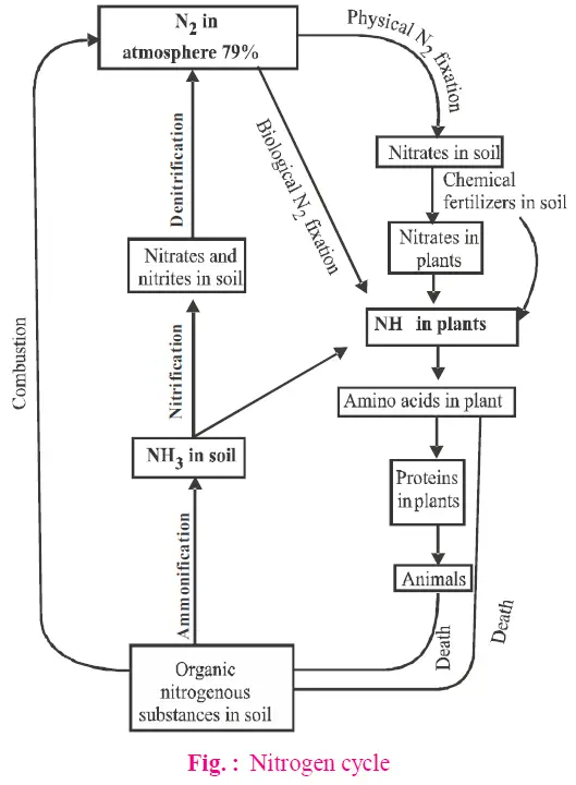 Nitrogen Cycle