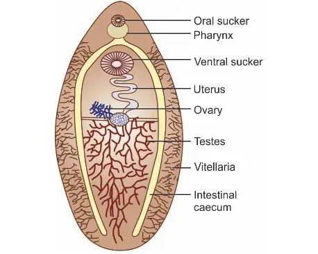 Morphology of Fasciolopsis Buski