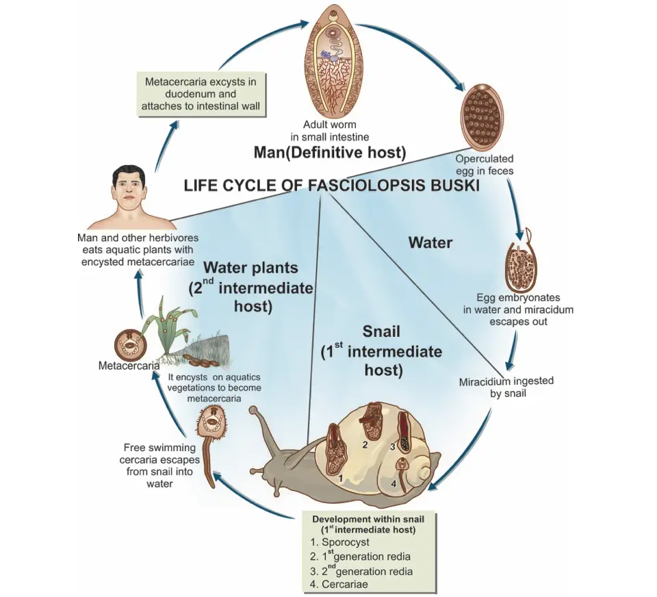 Life Cycle of Fasciolopsis Buski