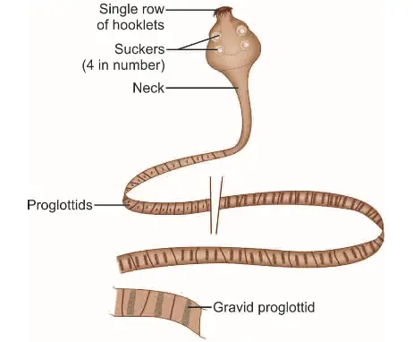 Adult worm of Hymenolepis nana