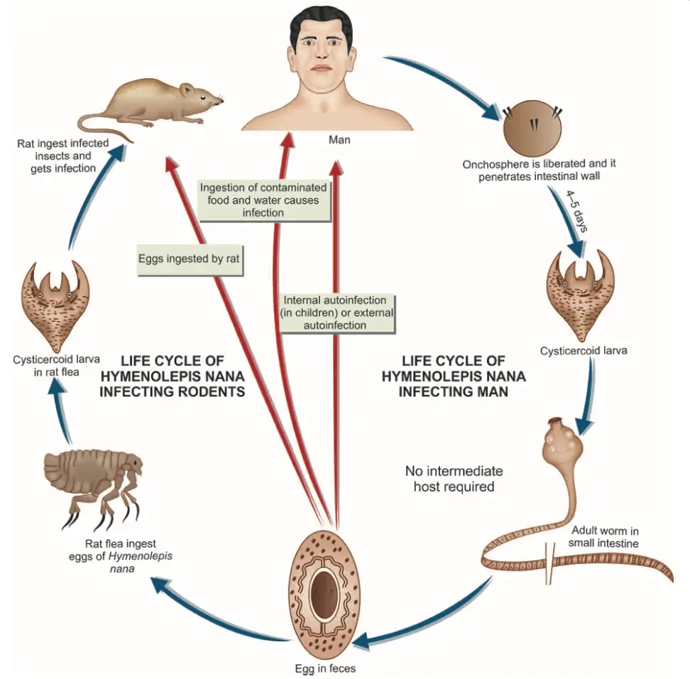 Life cycle of Hymenolepis nana