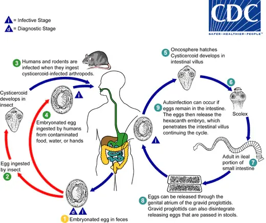 Life Cycle of Hymenolepis nana