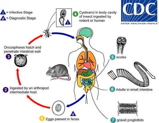 Life Cycle of Hymenolepis diminuta