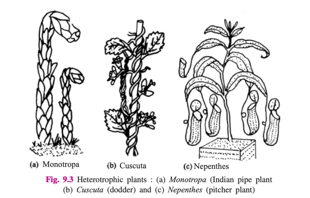 Heterotrophic plants : (a) Monotropa (Indian pipe plant
(b) Cuscuta (dodder) and (c) Nepenthes (pitcher plant)