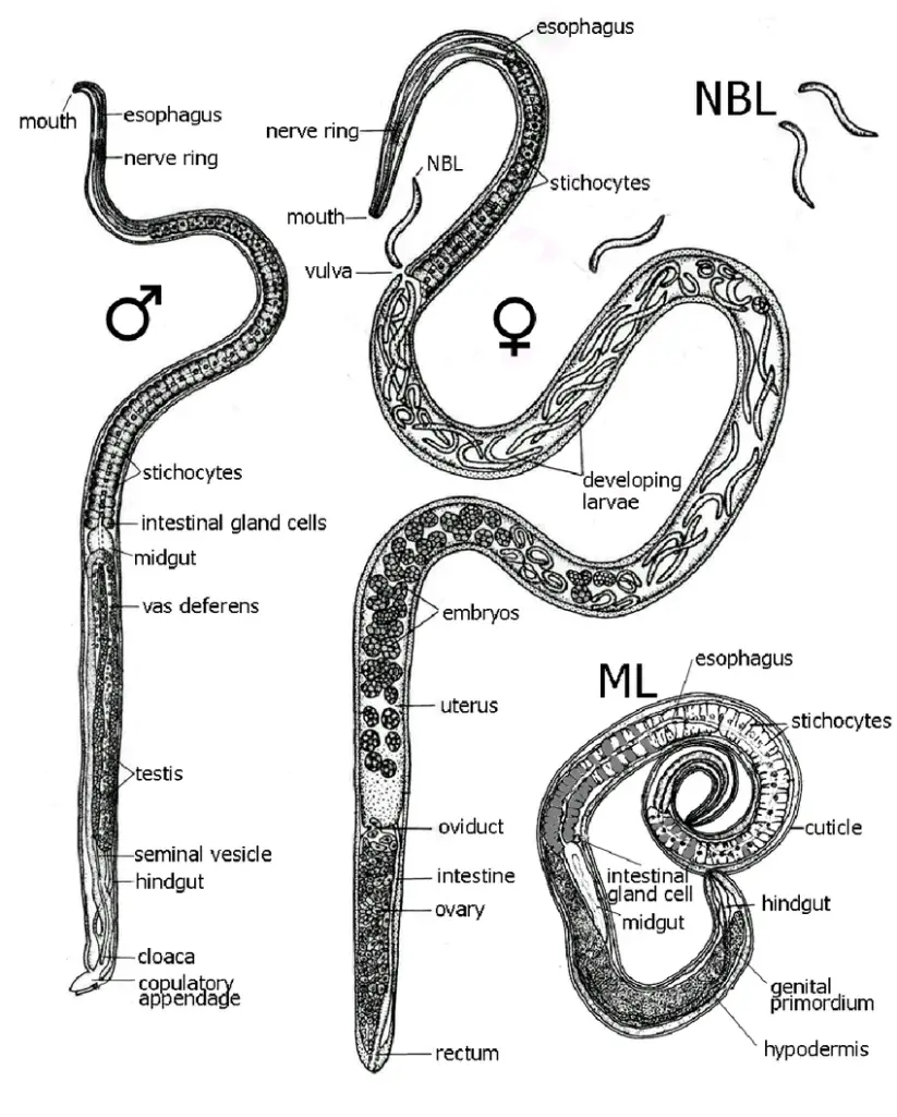 Morphology of Trichinella male (), female (), muscle larvae (ML) and newborn larvae (NBL). Modified by S. Saari from: http://www.trichinella.org/ w i t h t h e p e r m i s s i o n o f D r. D .