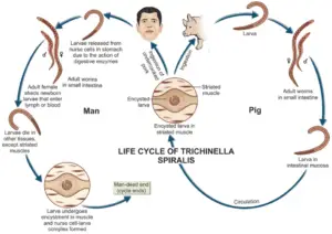 Trichinella spiralis – Morphology, Life Cycle, Pathogenicity, Diagnosis, Prophylaxis and Treatment