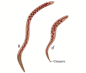Trichinella spiralis - Morphology, Life Cycle, Pathogenicity, Diagnosis ...