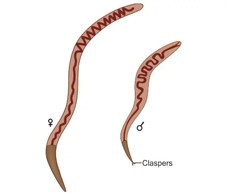 Adult worms of Trichinella spiralis (male and female)