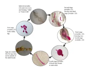 Meloidogyne (Root knot nematode) -Structure, Life cycle, Diagnosis, Management, and Importance