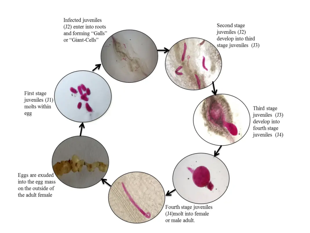 Life cycle of Meloidogyne incognita