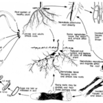 Disease (life) cycle of lesion nematode (Dr. G.N. Agrios).