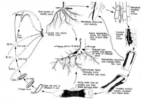 Pratylencus (lesion nematode) – Morphology, Life cycle, Control, Importance