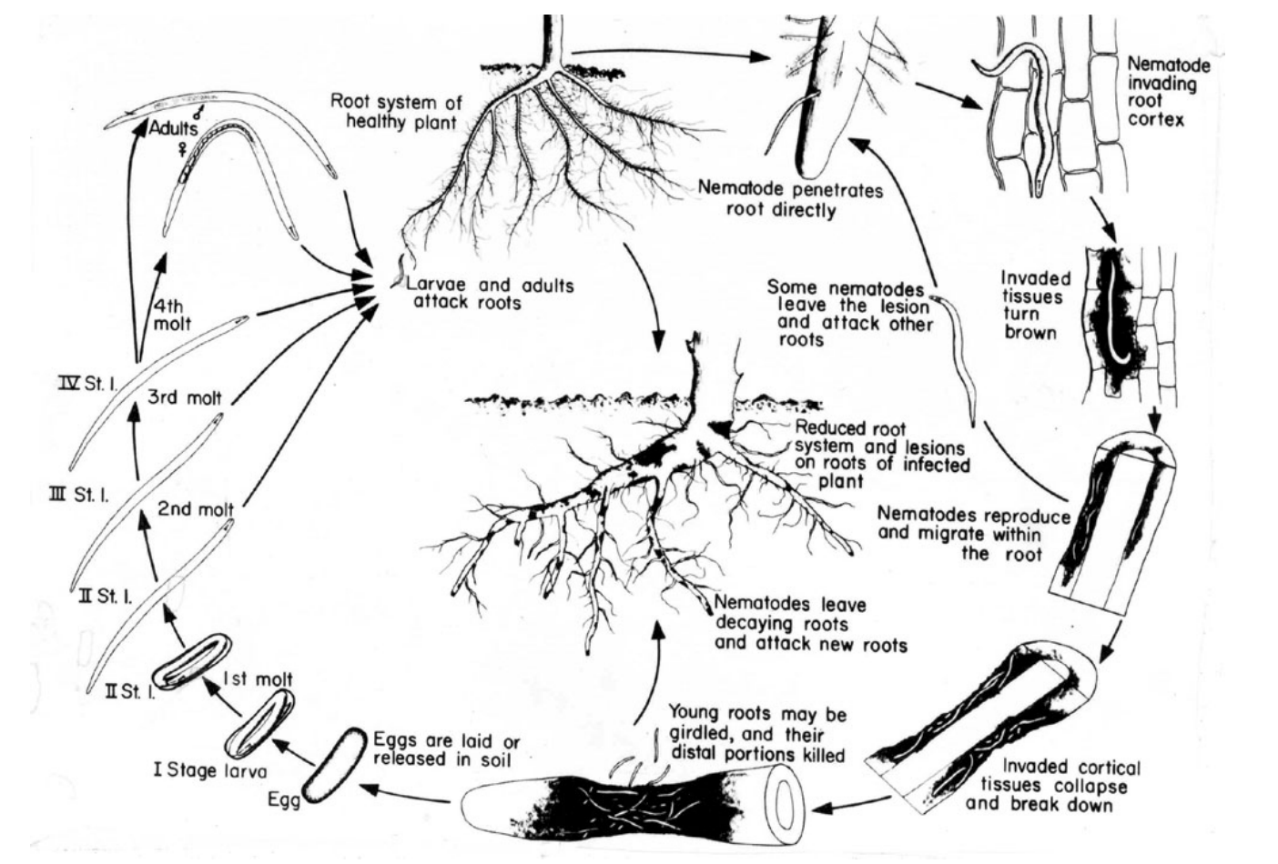 Disease (life) cycle of lesion nematode (Dr. G.N. Agrios).