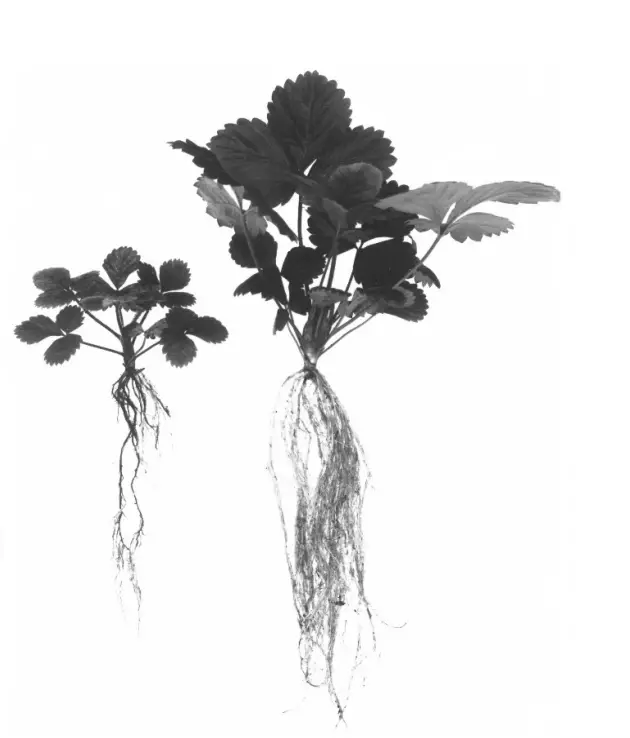 Left, lesion nematode-infected strawberry plant; right, healthy plant (J.L. Townshend, Canada).