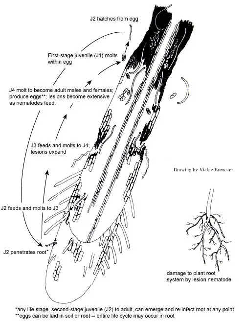 Disease Cycle of lesion nematode