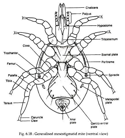 Morphology of Mites