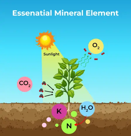 Mineral Nutrition in Plants