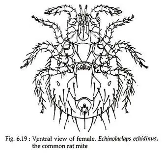 Morphology of Mites