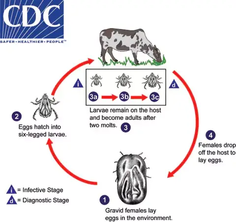 One-Host Ixodid Tick Life Cycle