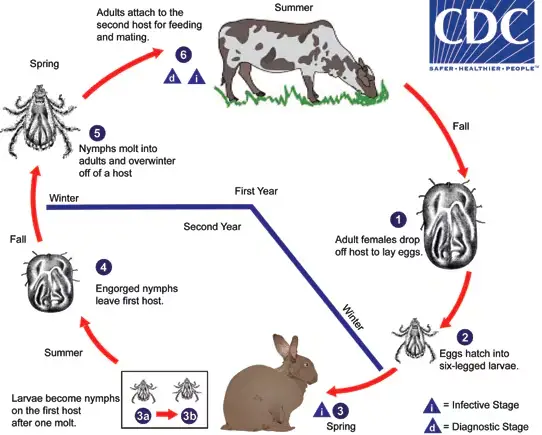 Two-Host Ixodid Tick Life Cycle