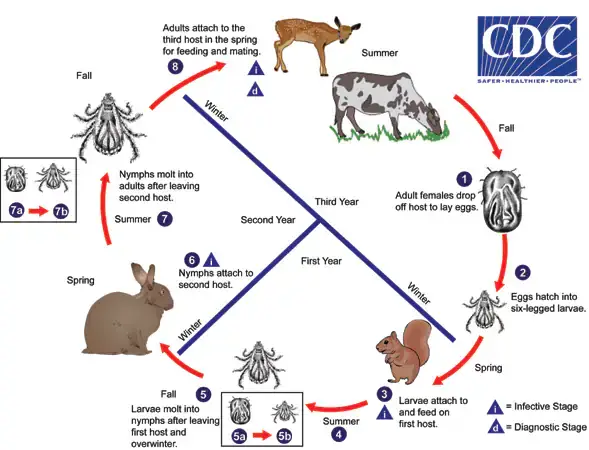 Three-Host Ixodid Tick Life Cycle