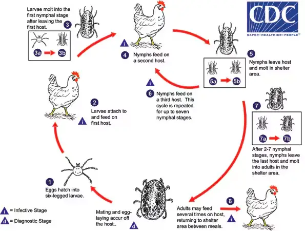 Multihost Argasid Tick Life Cycle