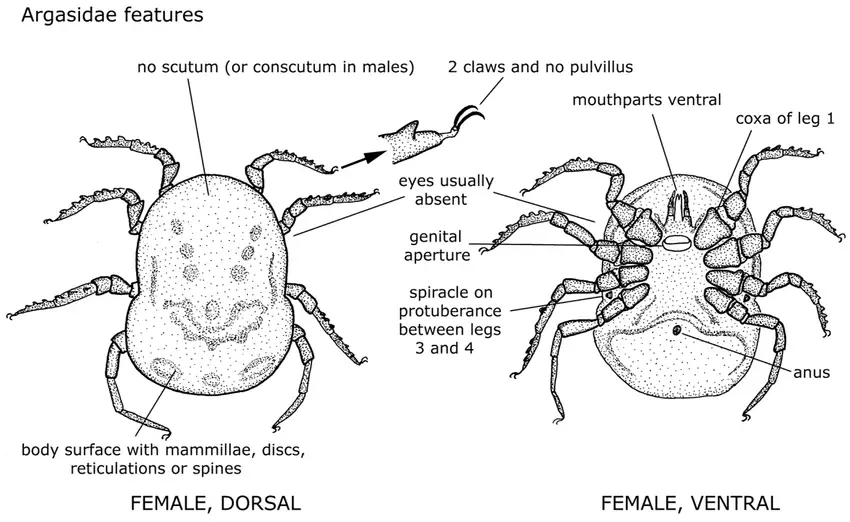 Morphological features of soft ticks (family Argasidae). Example is an adult female of the genus Ornithodoros.