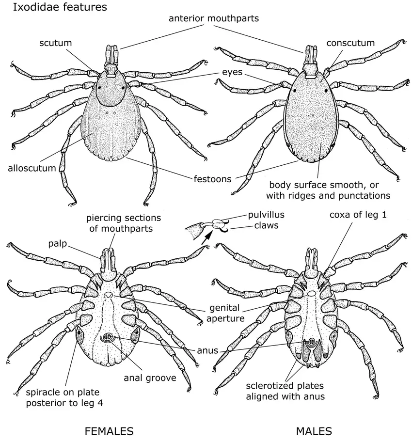 Morphological features of hard ticks (family Ixodidae). Example is an adult female and an adult male of the genus Hyalomma. Top row is dorsal view, bottom row is ventral view. 
