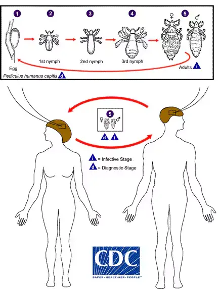 The life cycle of the head louse