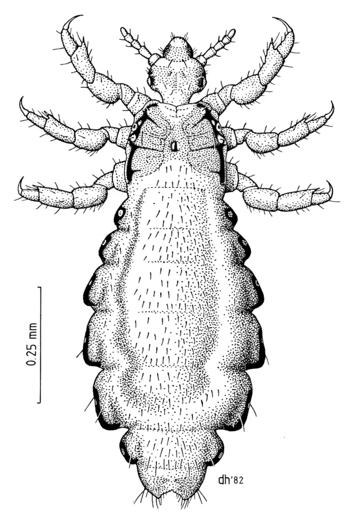 Pediculus humanus capitis