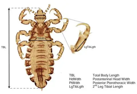 morphometric characters associated with distinguishing human head and body lice.