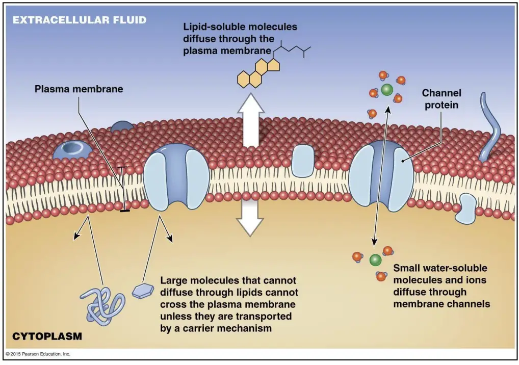 Plasma Membrane ….Selective permeable