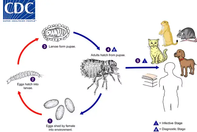 Life Cycle of Xenopsylla cheopis (Oriental Rat Flea)