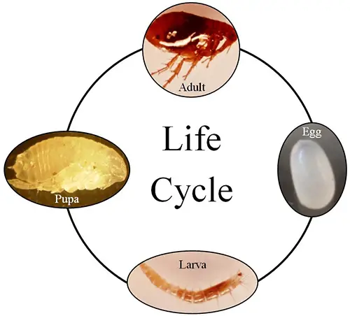 Life Cycle of Xenopsylla cheopis (Oriental Rat Flea)