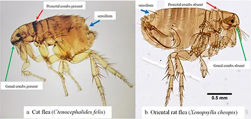 Comparison images of Ctenocephalides felis and Xenopsylla cheopis. Note the presence of both the genal (cheek area below the eye; green arrow) and pronotal (behind the head; red arrow) combs in Ctenocephalides felis (a) and the characteristic absence of both combs in Xenopsylla cheopis (b). The sensory structure (sensilium) is present in both species and is described in the text. Photographs by Centers for Disease Control and Prevention (a) and Daniel Drew, Yale University (b).