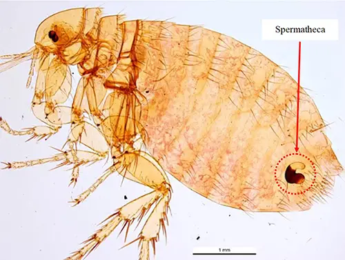 Adult female Xenopsylla cheopis with red arrow pointing to the sperm storage vessel (spermatheca), which is encircled in red. Photograph by Ken Walker, Museum Victoria.