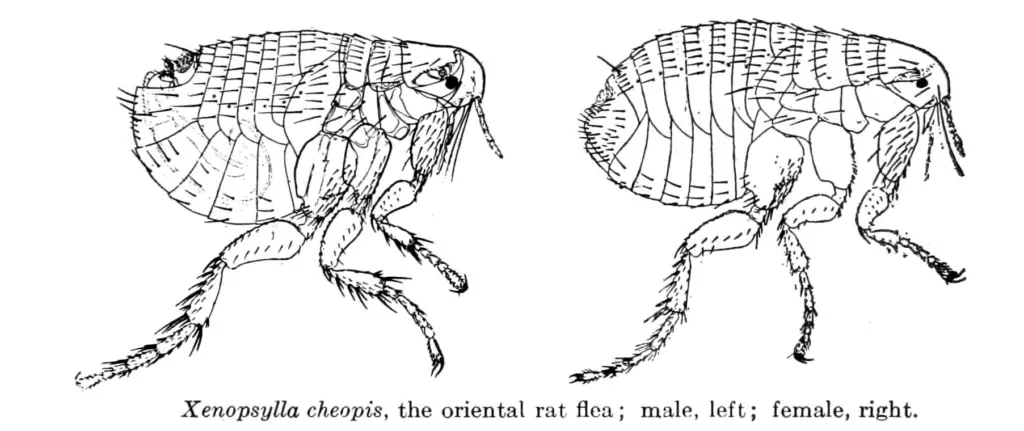 Male and female Xenopsylla cheopis

