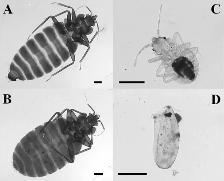 Cimex lectularius. A) Male. B) Female. C) Nymph. D) Egg. Bar, 0.5 mm.  
