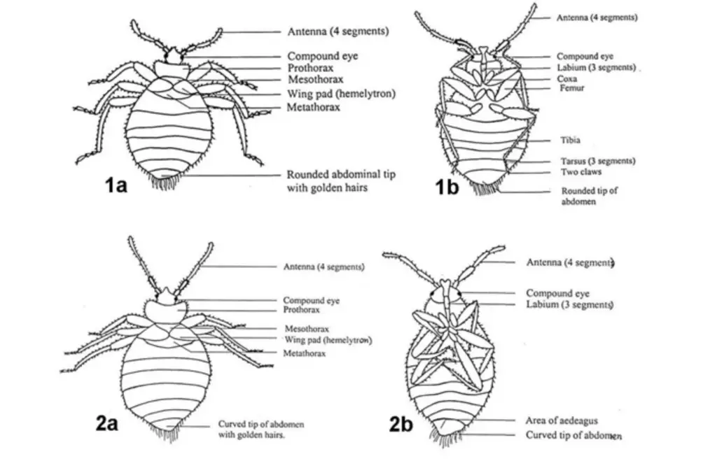 1a. An adult female Cimex hemipterus (dorsal view). 1b. An adult female C. hemipterus
(ventral view). 2a. An adult male C. hemipterus (dorsal view). 2b. An adult male C. hemipterus
(ventral view).